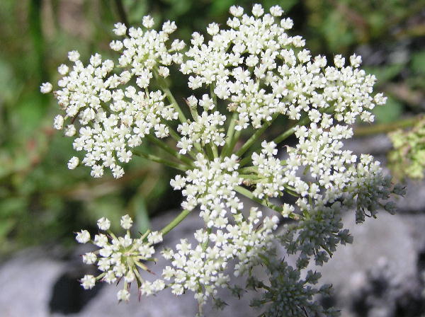 美しい白い 小さい 花 花束