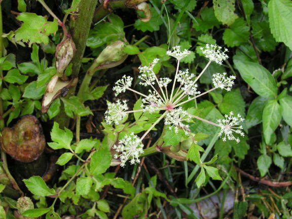 植物図鑑