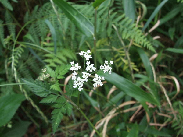 植物図鑑