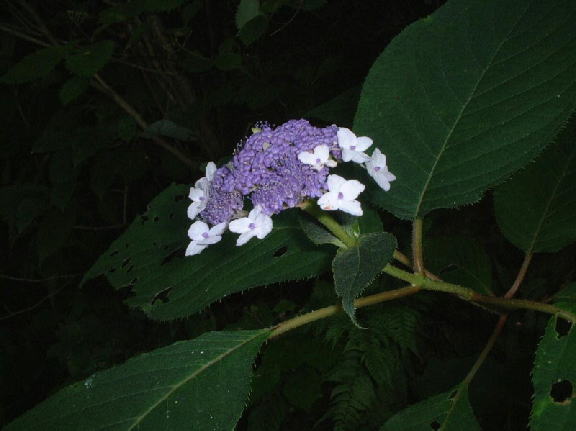 植物図鑑