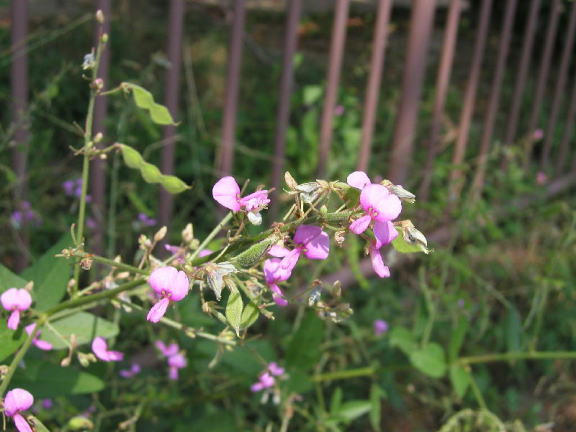 植物図鑑